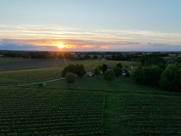 NID DU COUCOU VIGNOBLE