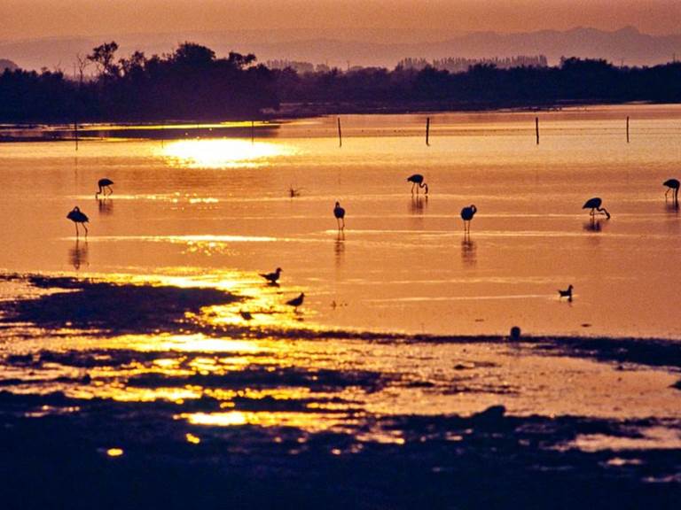 Etang_de_Vaccarès_en_Camargue