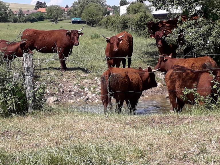 Vaches Salers à la ferme du vallon près de Verdun
