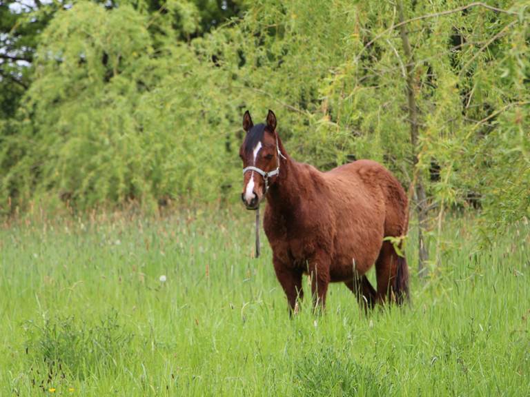 gite_groupe_sarthe_la_fleche_animaux_poulain_hameau_des_deux_ailes