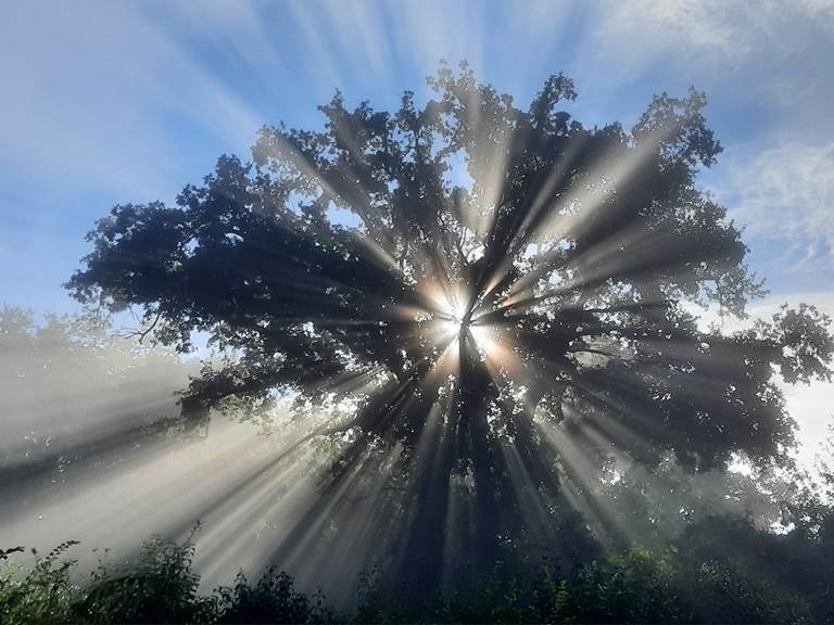 brume-matinale-chene-lauzerte-quercy-blanc