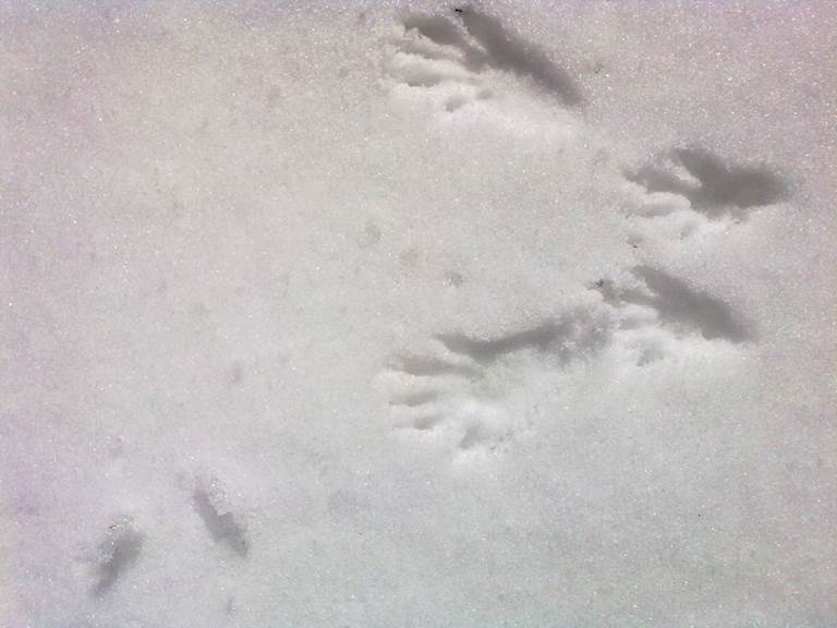 Empreintes d'écureuil dans la neige