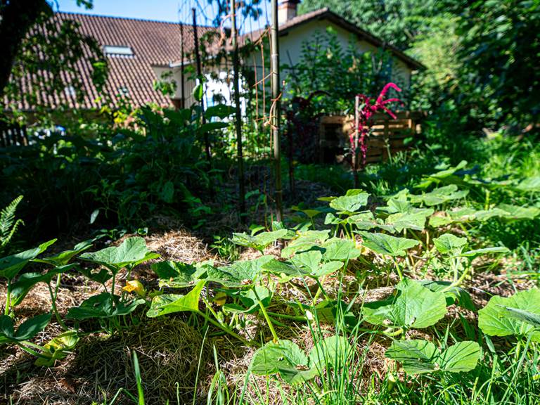 Maison d'hôtes Les chemins de Berdis Chalosse Landes Jardin 5