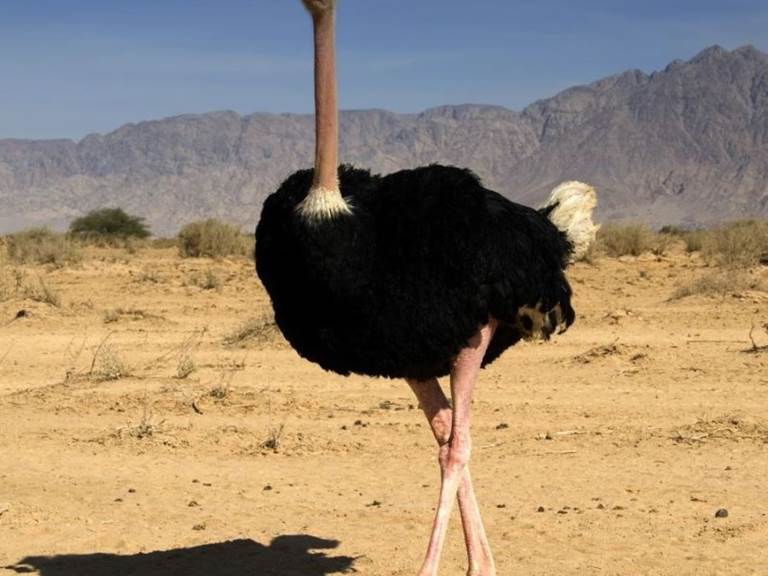 Autruche_d%27Afrique0