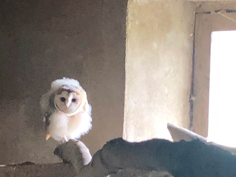 chouette effraie dite des clochers, la voisine du dessus