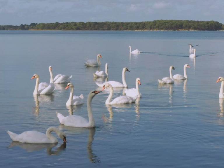 cygne-bateau-ria-etel-rivière-golfe-morbihan-natura-2000