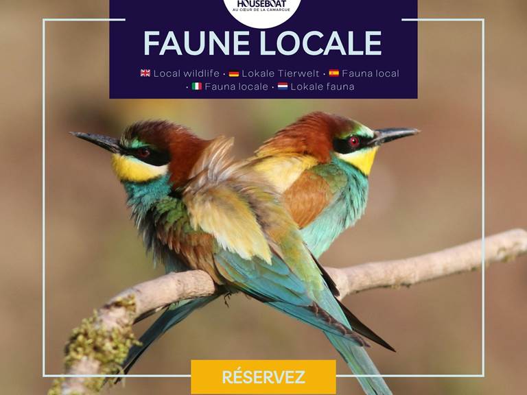 Environnement naturel riche avec faune locale, notamment le guêpier d’Europe, offrant un spectacle coloré et typique des paysages camarguais.