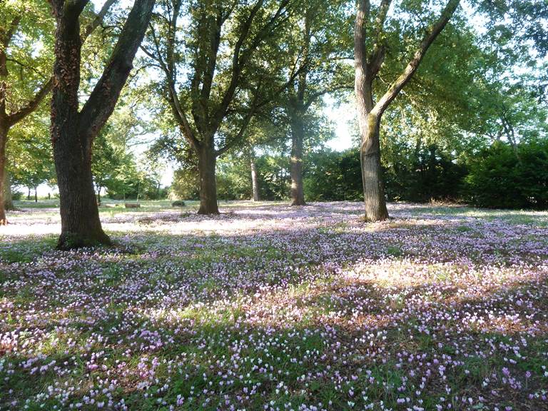36 parc cyclamens