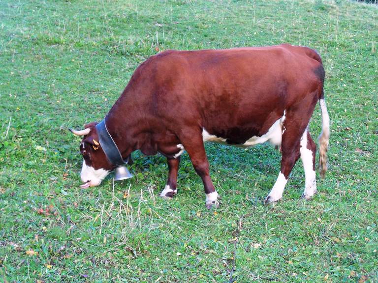 Vache Tarine,