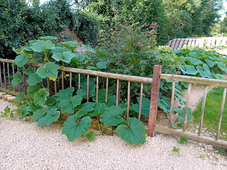 Les courges partent à l'assaut de notre parking !