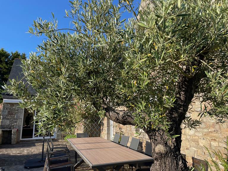 Olivier sur la terrasse