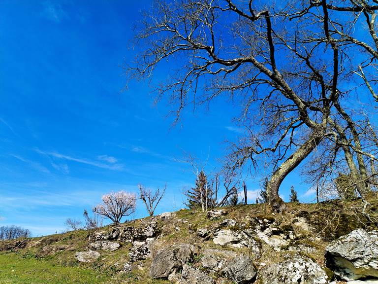 arbres nature rochers
