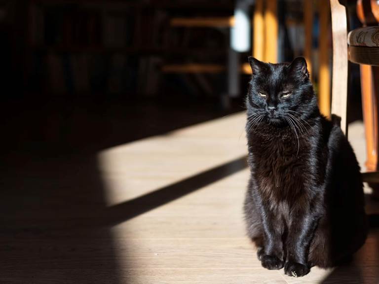 chambre-hotes-riec-sur-belon-finistere-sud-bretagne-cornouailles-bed-and-breakfast-visite-pont-aven-sentier-cotier-randonnée-jardin-centre-bourg