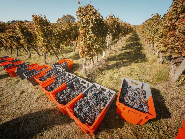 Vendanges en caisses