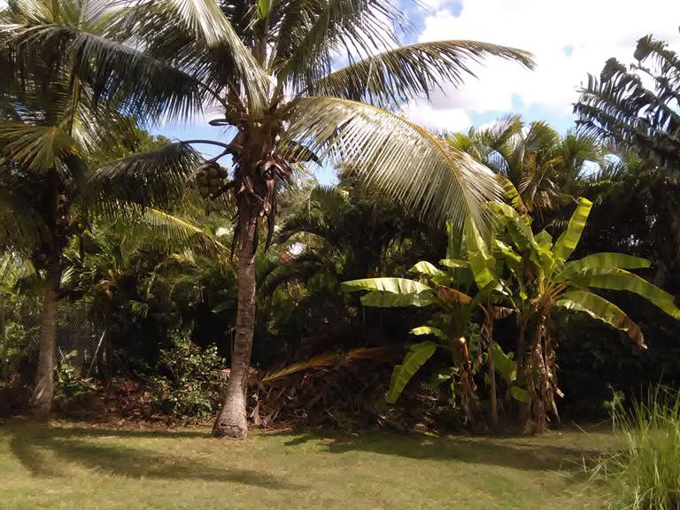 Les Jardins des Balisiers Gîte Balisiers jardin tropical cocotiers