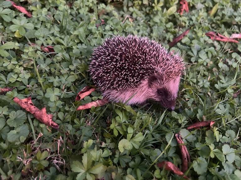 Un petit habitant du parc