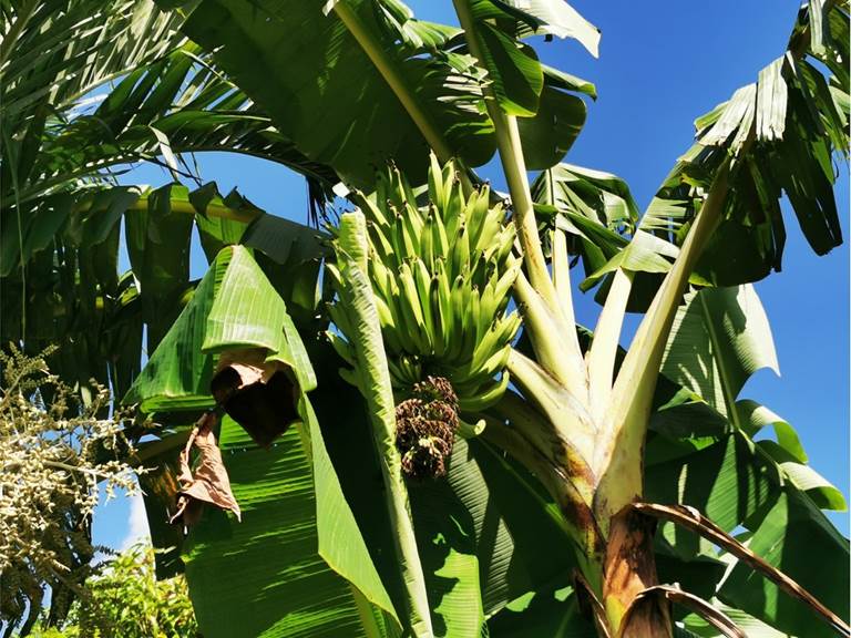 bananiers-jardin-guadeloupe-balisiers