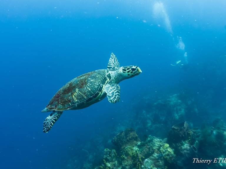 Hébergement luxe ecologique proche RESERVE COUSTEAU Pointe Noire GUADELOUPE 1