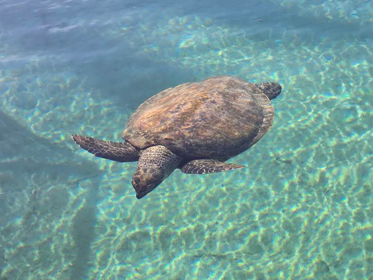 Eloa Tahiti Ocean Tour - Snorkeling & Sunset