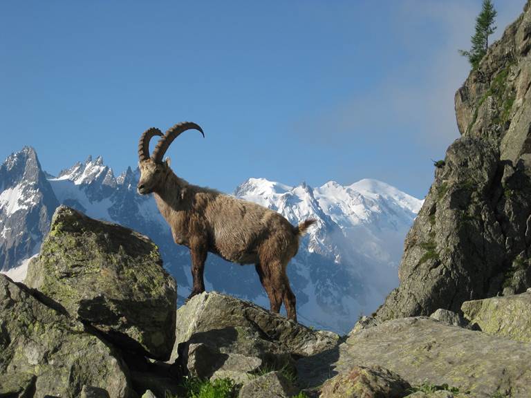 Vallorcine- réserves des aiguilles touges