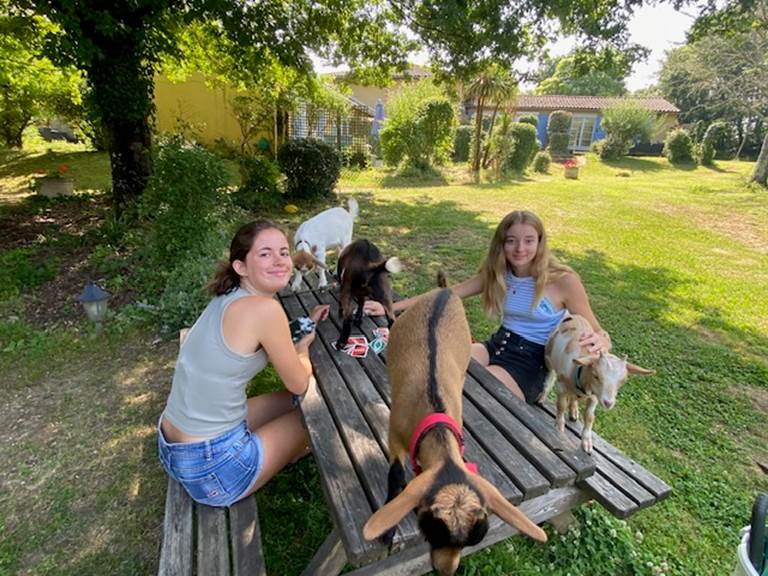 les chèvres aiment jouer aussi au UNO
