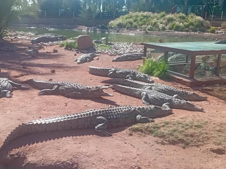 PARC CROCODIL