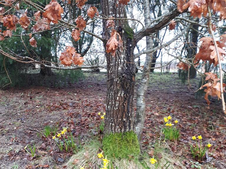 Jonquilles au printemps