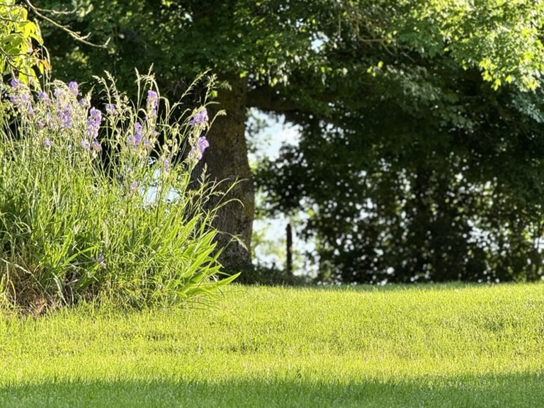 jardin-ensoleille-gite-location-lauragaise