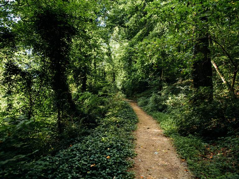 sentier-foret-privee-nature-randonnee-chambre-salamandre-lauzerte-quercy-blanc