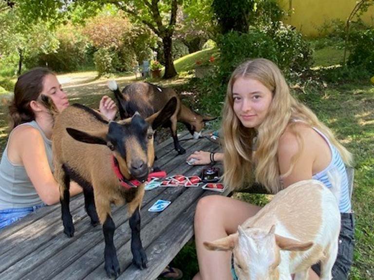 les chevreaux en liberté dans le jardin
