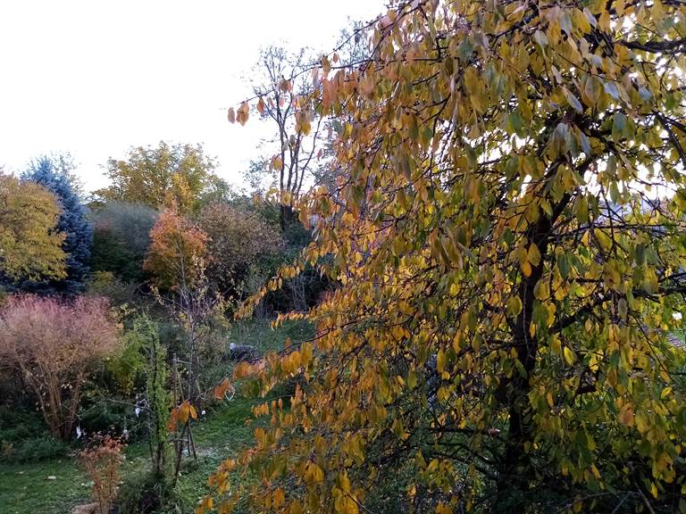 Vue automnale sur le jardin