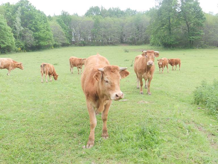 Domaine du champ de l'Hoste - Les prés - Dordogne -