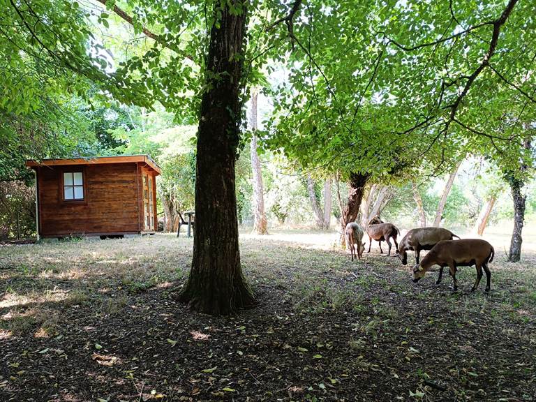 Le cabanon du Chamane au milieu des arbres