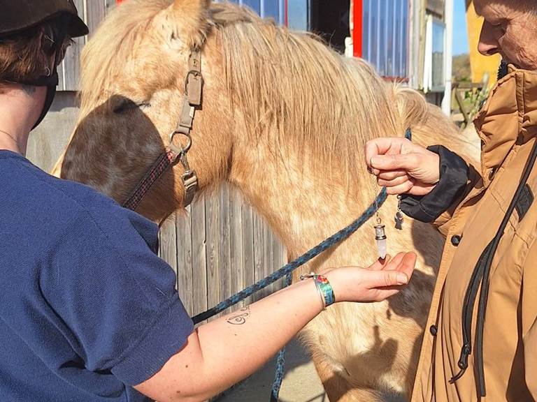 Equinergie Soulager vos douleurs physique, psychologique grâce a nos chevaux avec l'énergie