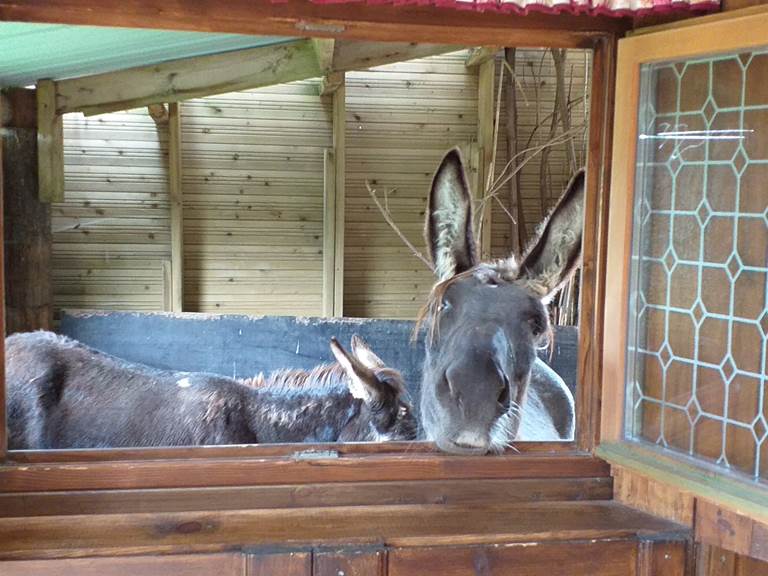 fenetre du château donnant dans le boxe qui vous permet de vivre avec nos chevaux et nos ânes.