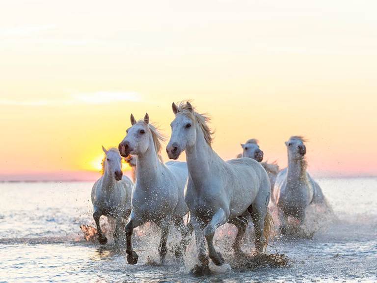 camargue-white-horses-running-in-water-peter-adams