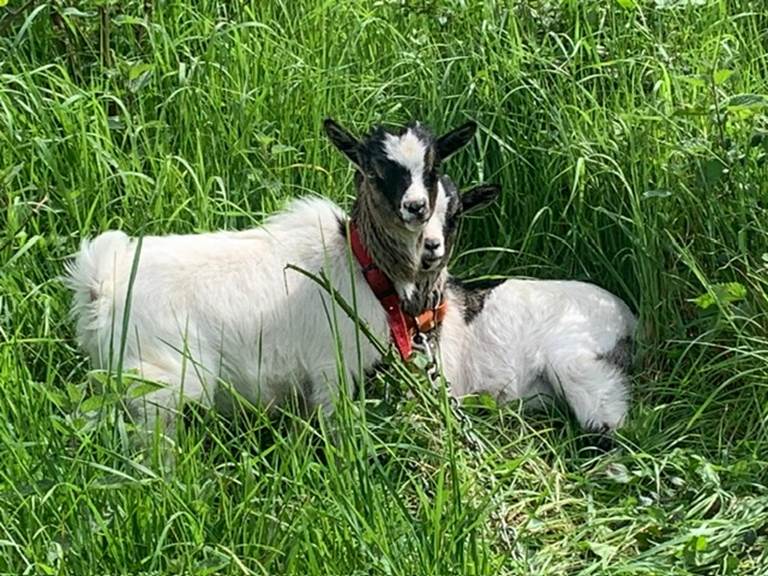 Moustique et Frimousse