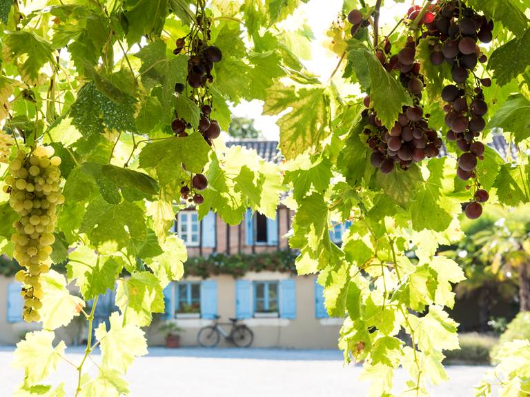 Maison Manechal et ses vignes