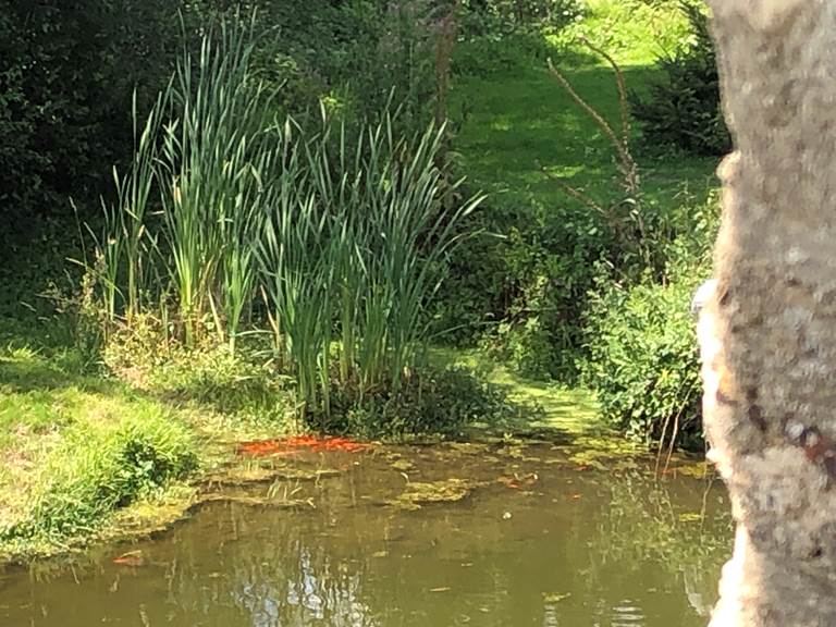 sources , hérons , poissons ; grenouilles sous votre fenêtre