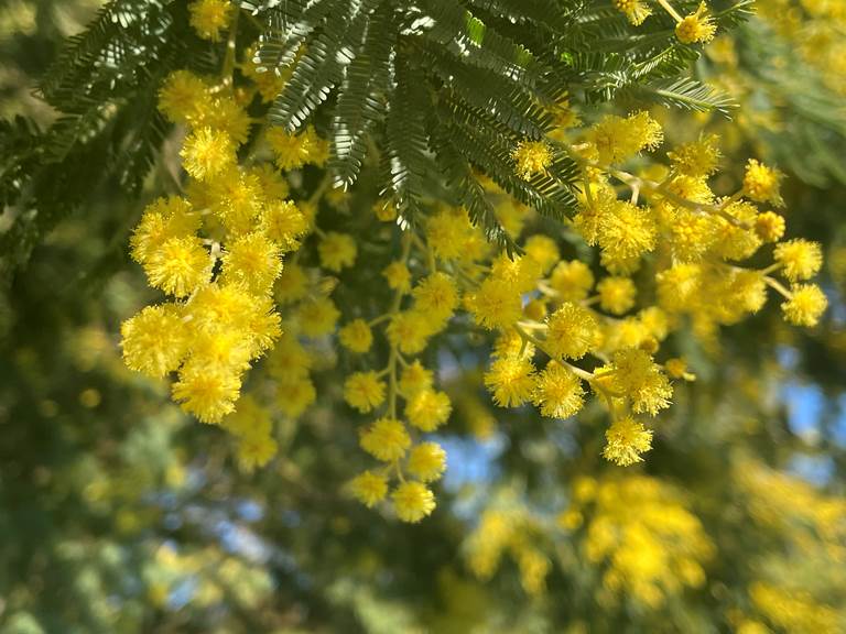 Mimosa du jardin