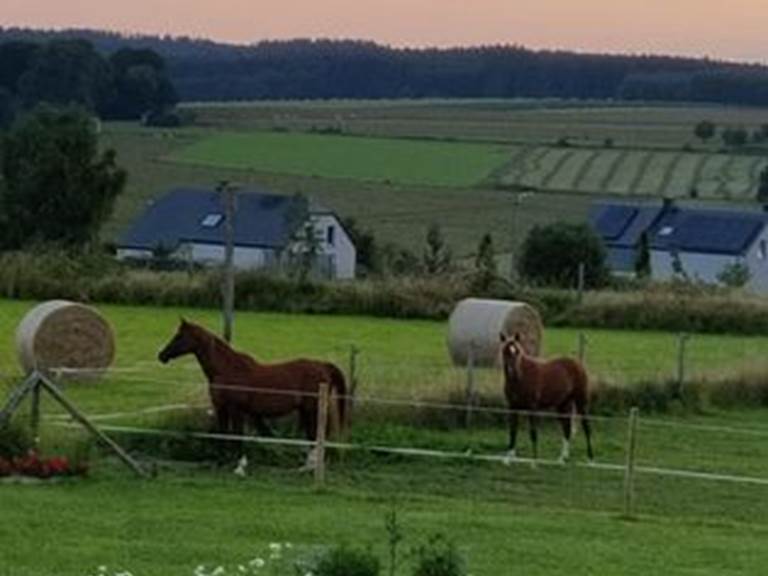 Vue depuis votre chambre, votre balcon, nos chevaux et la nature