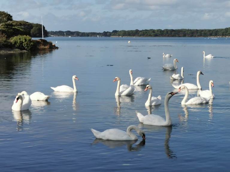 cygnes-ria-morbihan-luxe-sud-decouverte-privatisation
