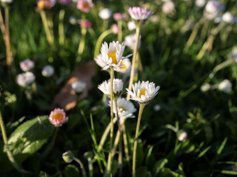 Logis-Les-Trois-Moulins-Ile-de-Ré-Saint-Martin-de-Ré