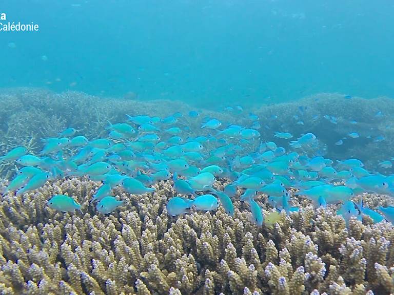 chromis-bleu-vert-banc-ilot-redika