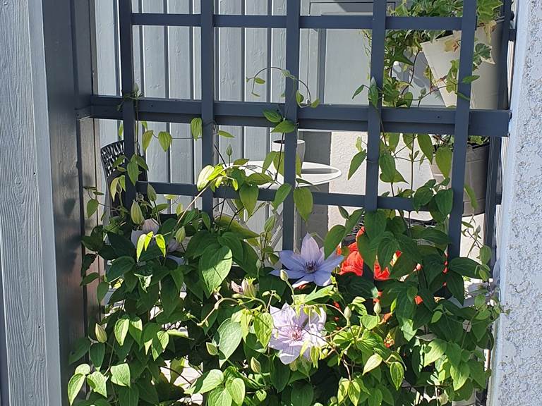 terrasse clématites