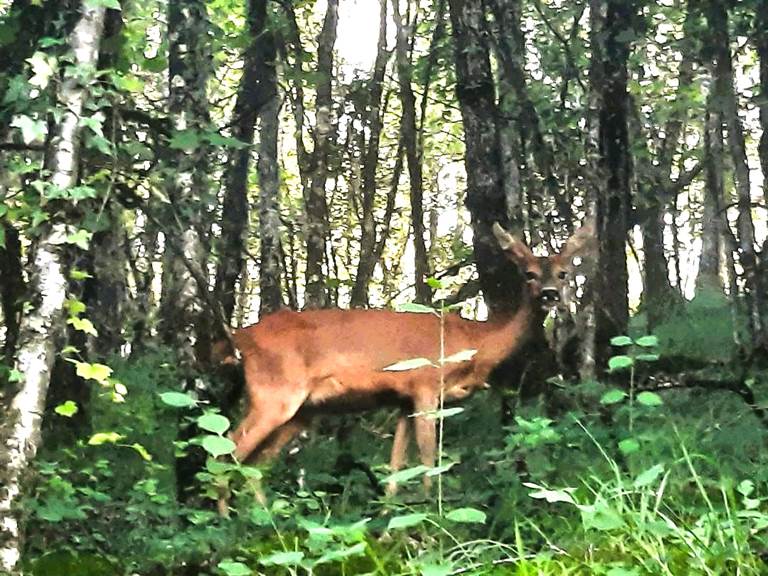 chevreuil-lauzerte-quercy-blanc