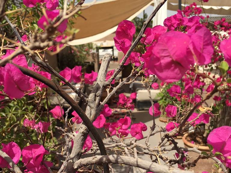 IMG_Marrakech _Riad Djebel_ terrasse fleurs