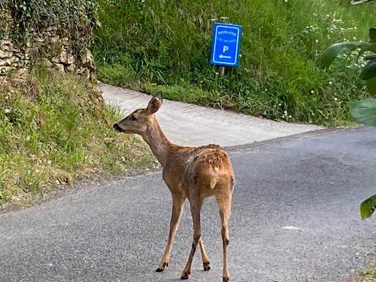 Chevreuil à l'entrée du Domaine