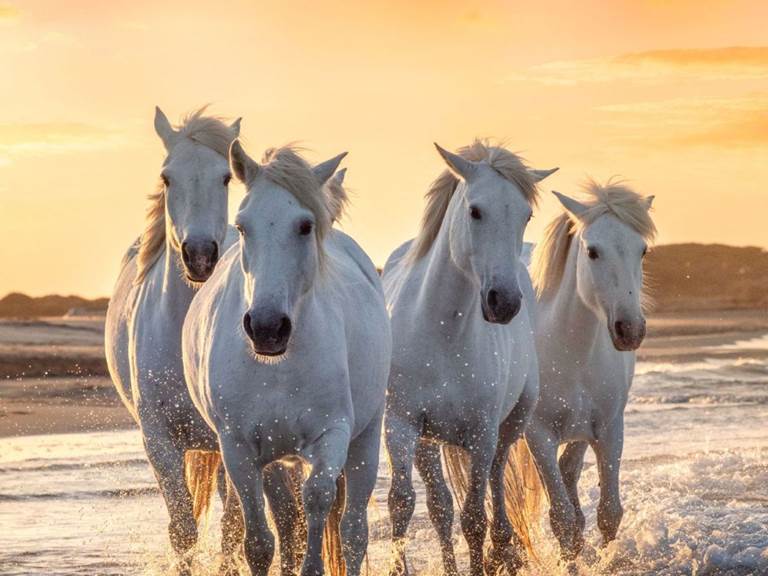 130122-camargue-1 (1)