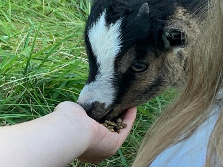 Nourrissage des chevreaux